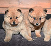 Щенки от Клуб Суомен Сатира и Клуб Суомен Басты