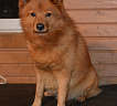Клуб Суомен Сатир № RKF3647386, 13.03.13., г. Москва