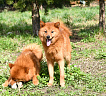 Клуб Суомен Чак № RKF6287036, 22.06.21, вл. Dita Panko, Latvija