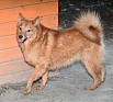 Клуб Суомен Фанни № RKF0000000, 07.04.25, вл. Герасимов В.М., Московская обл.