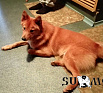 Джекки № RKF0000000, 02.04.15., вл. Борисов М.Н., г. Москва