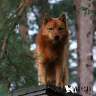 Jaakkokettu № RKF3631139, 25.05.10., вл. Горбунов Г., г. Москва