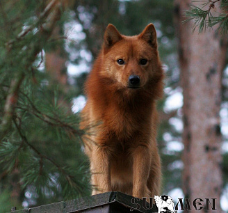 Jaakkokettu № RKF3631139, 25.05.10., вл. Горбунов Г., г. Москва