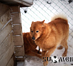 Sävelen Mahti № FIN45268/03, 27.10.03., вл. Voitto Valtanen, Финляндия (Финский Кеннел-Клуб)