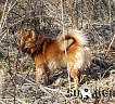 Д-Юкки № RKF3751456, 30.09.13., вл. Перевезнюк Р.Ю., г. Томск