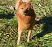 Клуб Суомен Сатир № RKF3647386, 13.03.13., г. Москва