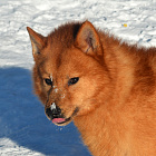 Клуб Суомен Икар № RKF3791513, 28.12.13, г. Москва