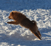 Щенки от Клуб Суомен Икара и Golden Grouse Gerda