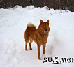 Рыжий Охотник Марс № RKF4463704, 17.02.16., вл. Чепелинский Д.И., Мурманская область