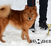 Хан № RKF4073861, 02.11.14., вл. Савченко В., г. Нижневартовск