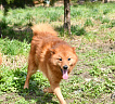 Клуб Суомен Чак № RKF6287036, 22.06.21, вл. Dita Panko, Latvija